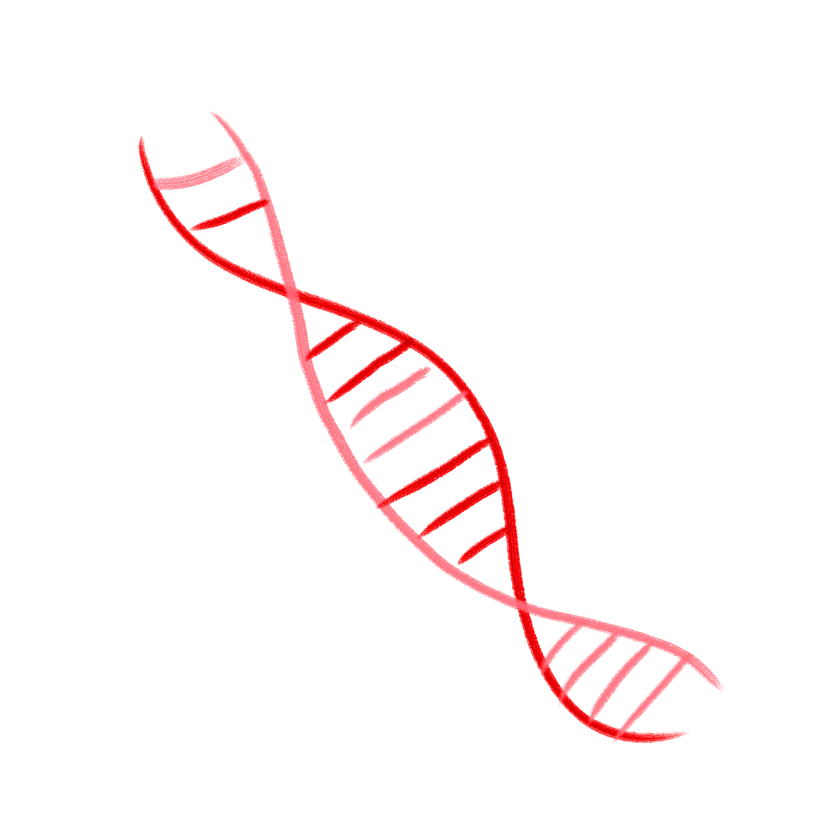 Illustration d'un brin d'ADN